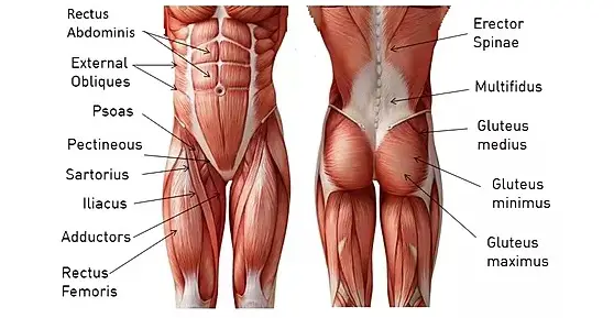 Core muscle online groups